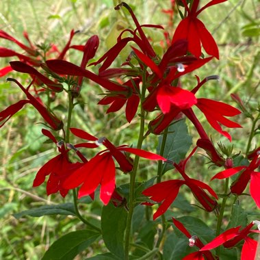 Lobelia cardinalis 'Queen Victoria'