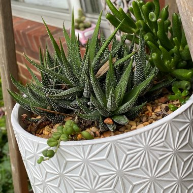 Senecio rowleyanus variegata