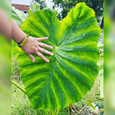 Bergenia
