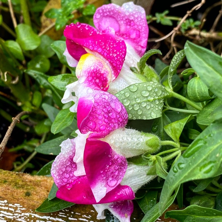Plant image Angelonia