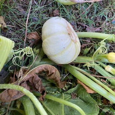 Cucurbita Pepo 'White Ghost'