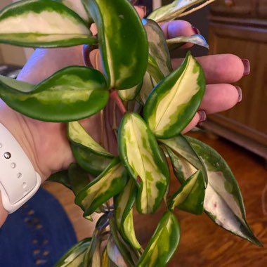 Hoya carnosa 'Krimson Princess' syn. Hoya carnosa 'Rubra'