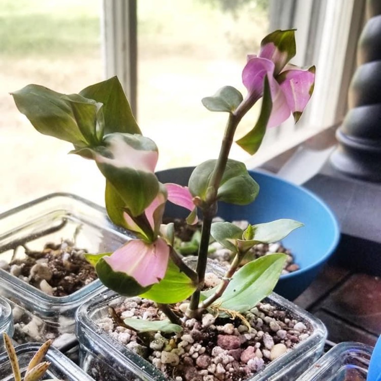 Plant image Tradescantia hybrid 'Blushing Bride'