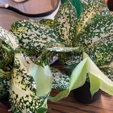 Dracaena godseffiana syn. D. surculosa 'Florida Beauty'