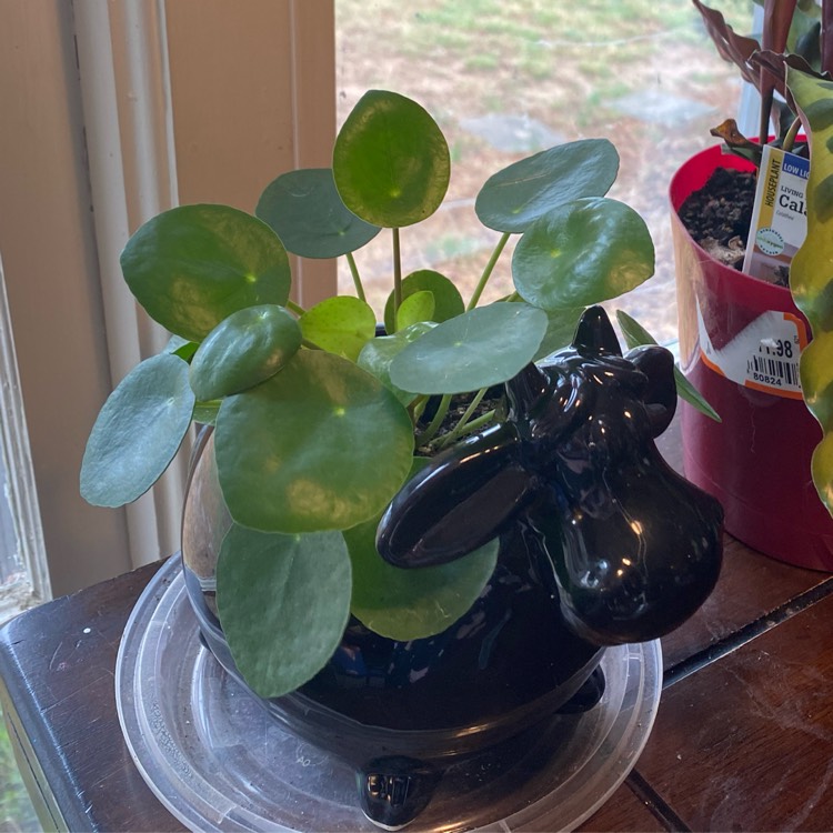 plant image 1450115