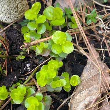 Lysimachia nummularia 'Goldilocks'