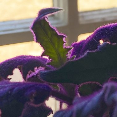 Gynura Aurantiaca 'Purple Passion'