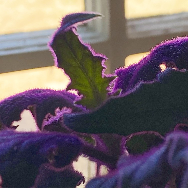 Plant image Gynura Aurantiaca 'Purple Passion'