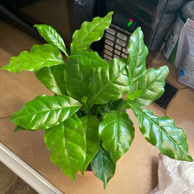 Coffea