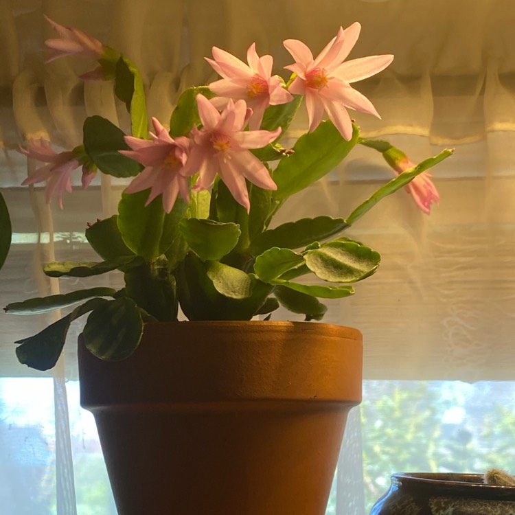 plant image 1457275
