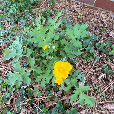 Ficaria verna