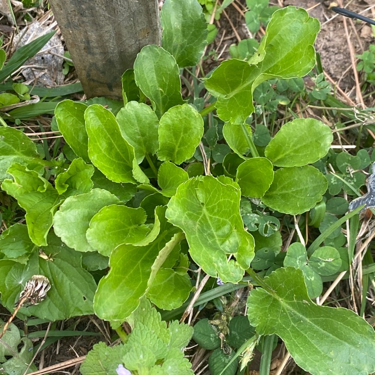 plant image 1466514 plant image 1466514