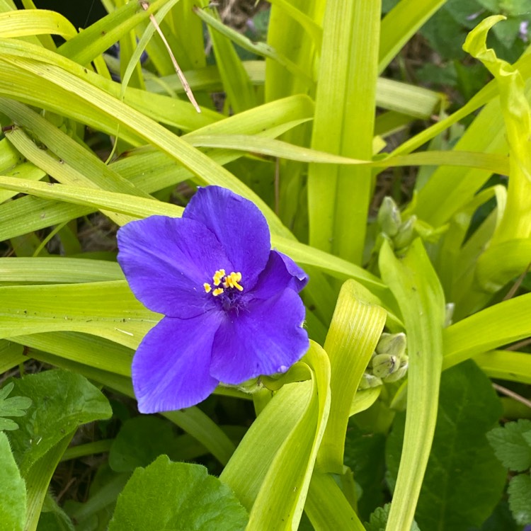 plant image 1466516
