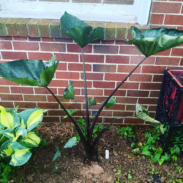 Plant image Colocasia esculenta 'Tea Cup' syn. Colocasia esculenta 'Coffee Cups'