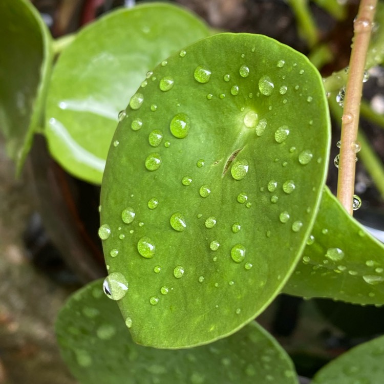 plant image 1471499