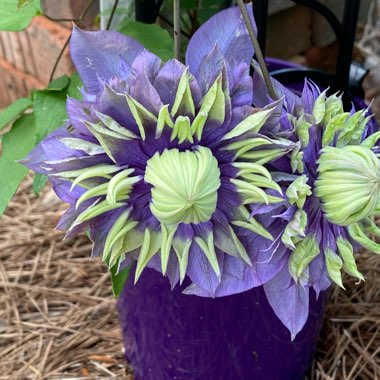 Clematis 'Taiga'