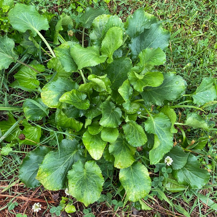 plant image 1494465 plant image 1494465