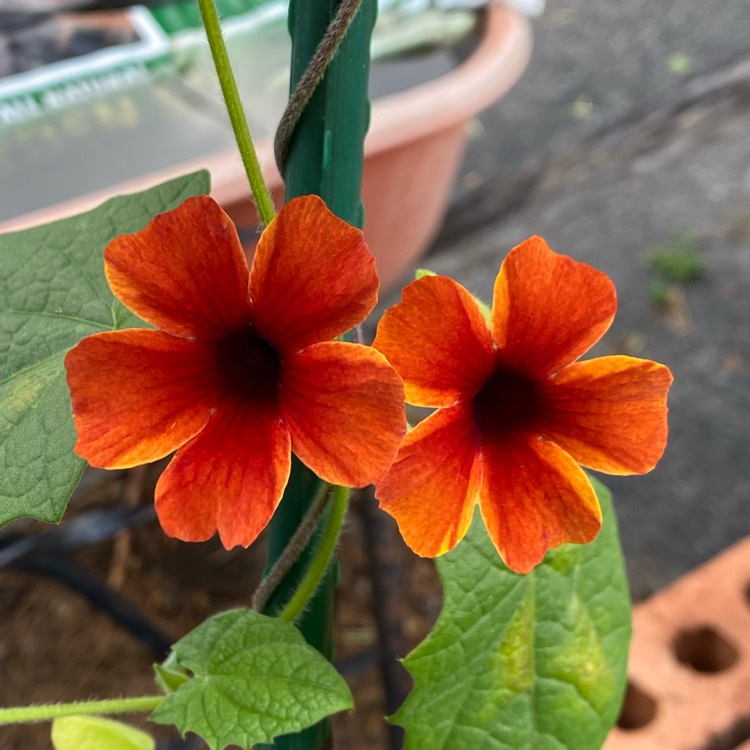 plant image 1494469