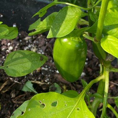 Capsicum annuum