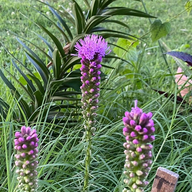 plant image 1499815 plant image 1499815