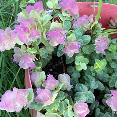 Origanum 'Amethyst Falls'