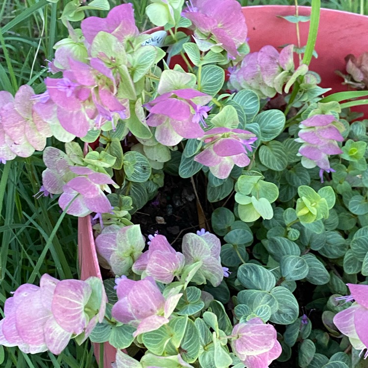 plant image 1499823