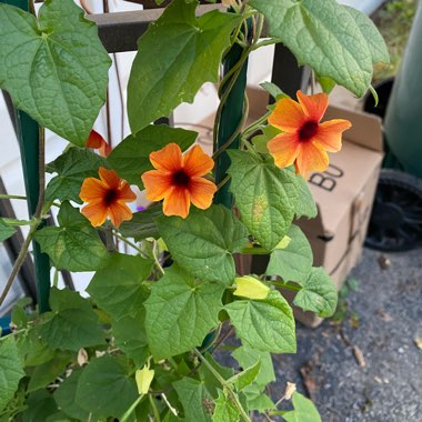 Thunbergia alata