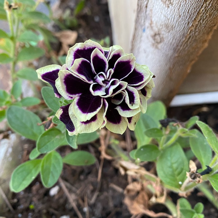 plant image 1502271 plant image 1502271
