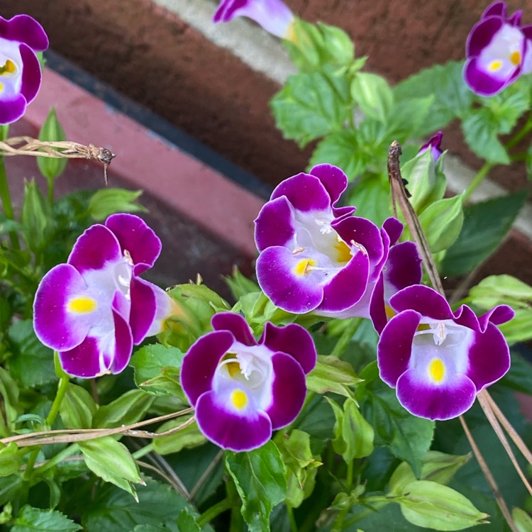 plant image 1502274