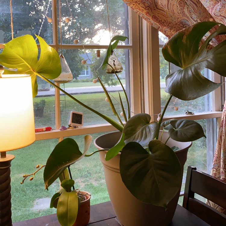 plant image 1507729
