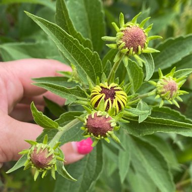 Rudbeckia