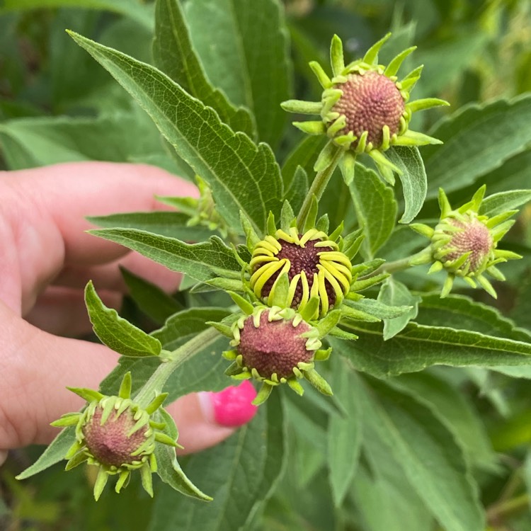 plant image 1507735