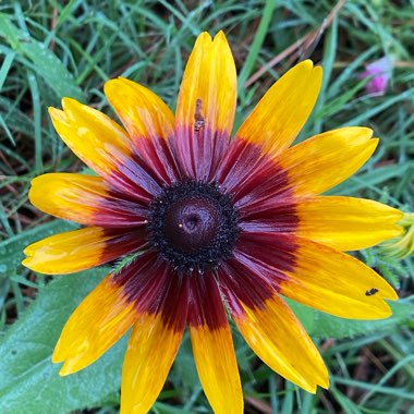 Rudbeckia