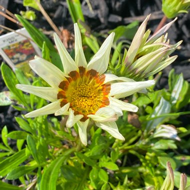 Gazania 'Tiger Stripes Mixed'