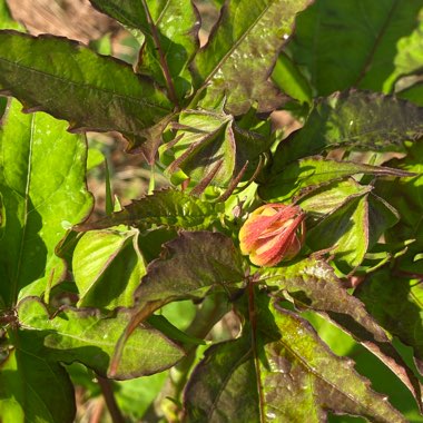 Hibiscus