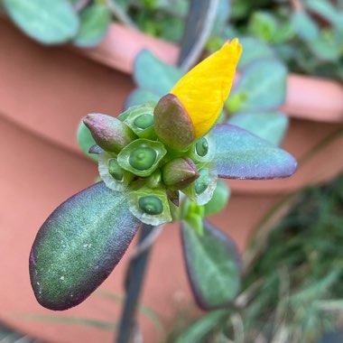 Portulaca oleracea