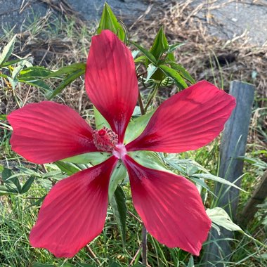 Alyogyne Huegelii ‘Blue Hibiscus'