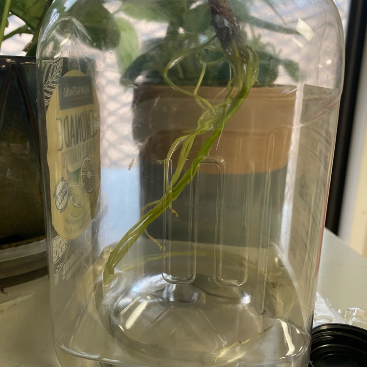 plant image 1547944