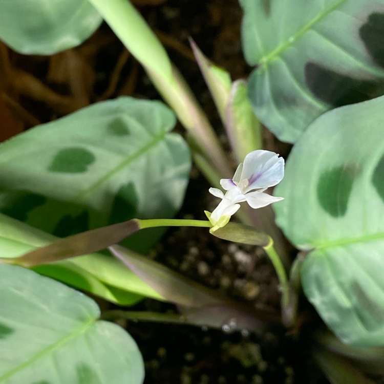 plant image 1552689