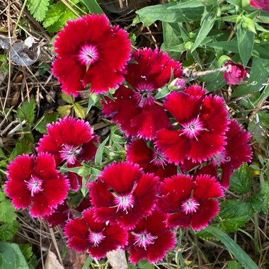 Dianthus plumarius
