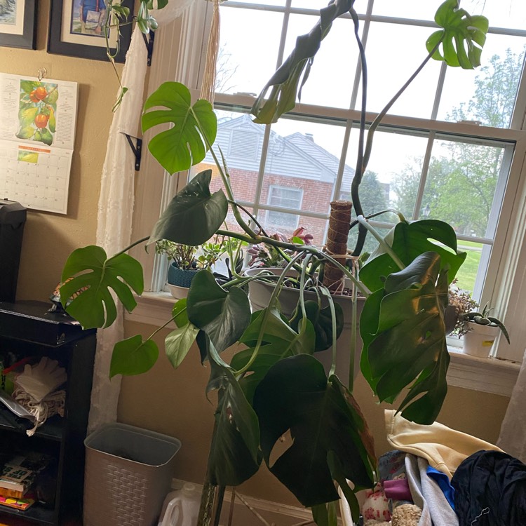 plant image 1583140