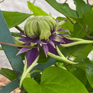 Clematis 'Taiga'