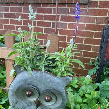 Salvia