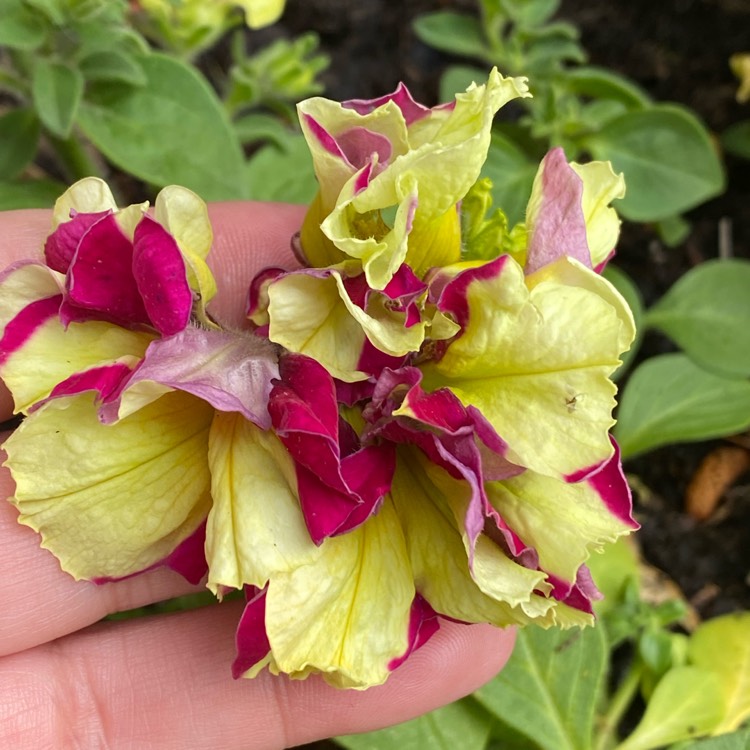 plant image 1585666 plant image 1585666