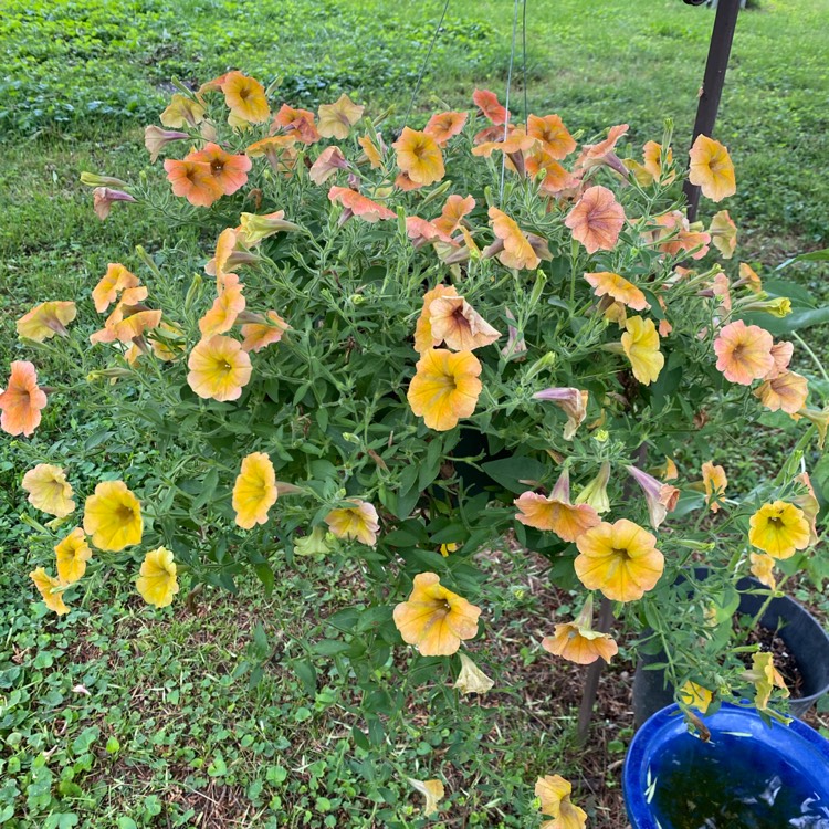 plant image 1594729 plant image 1594729