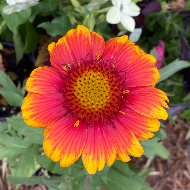plant image 1594733 plant image 1594733