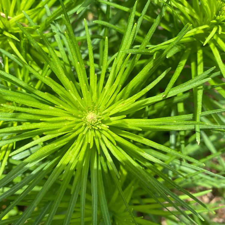 plant image 1594734 plant image 1594734