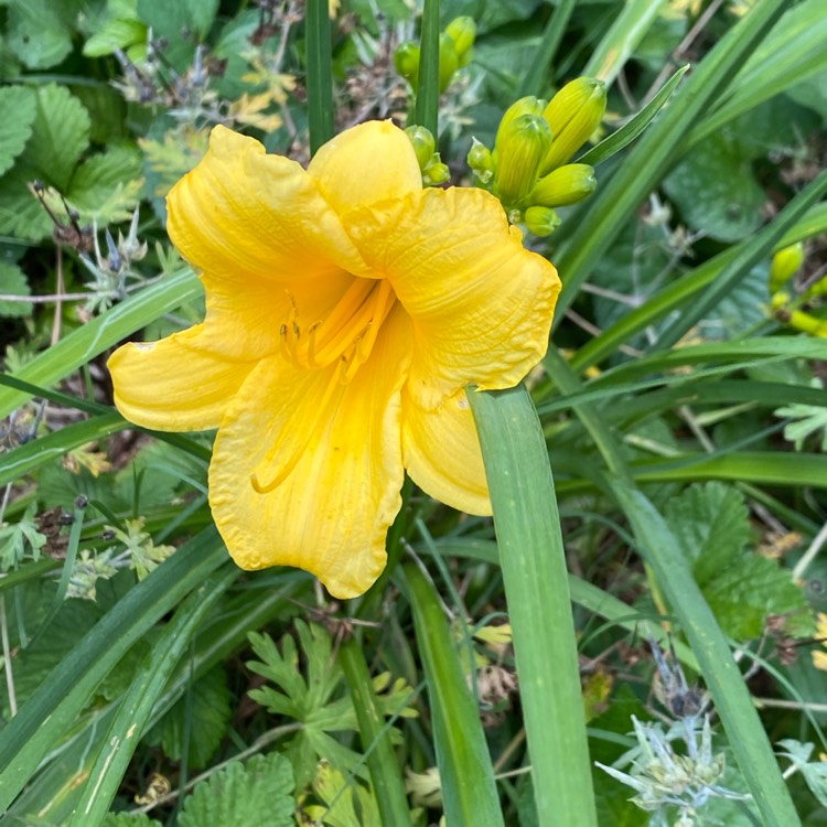 plant image 1594736 plant image 1594736