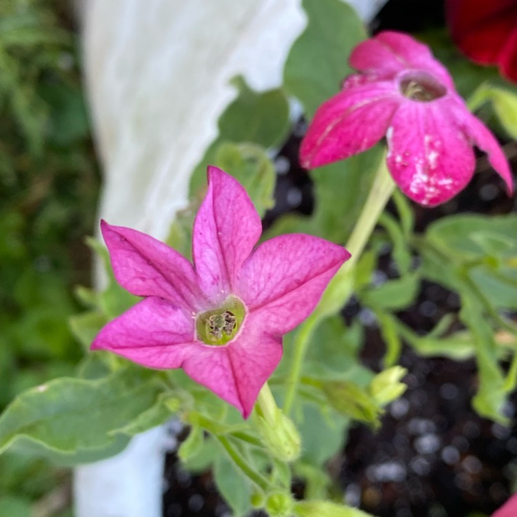 plant image 1594963