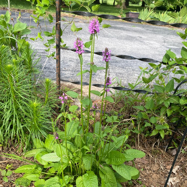 Plant image Stachys macrantha